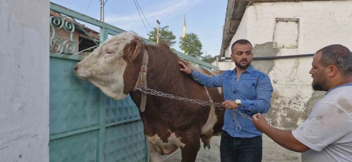 1 tonluk "Paşa" alıcısını bekliyor
