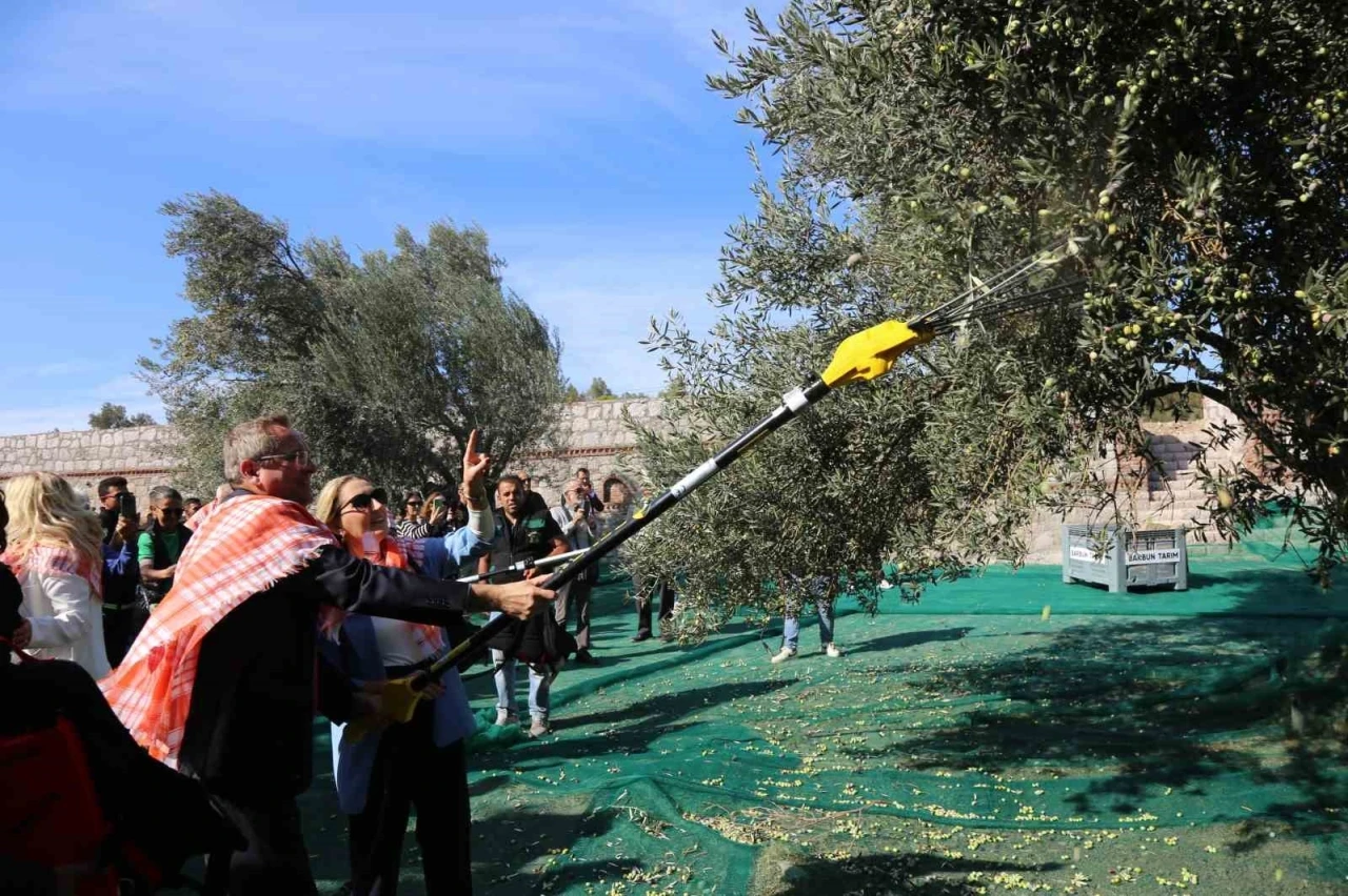 19. Ayvalık Uluslararası Zeytin Hasat Festivali’nde ilk hasat Barbun’un Çiftliği’nde gerçekleşti
