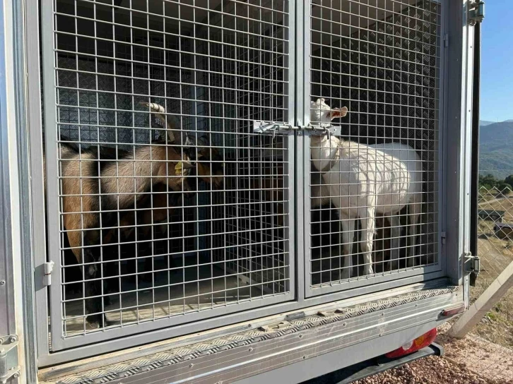 2 gündür sulama göletinde mahsur kalan 6 küçükbaş hayvan ve bir köpek itfaiye ekiplerince kurtarıldı
