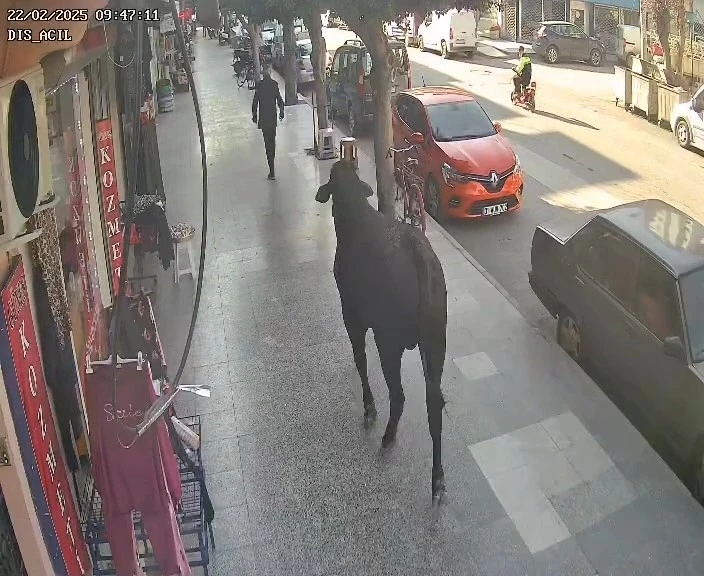 3 saatlik mücadele sonunda yakalanan angusun vatandaşı yaraladığı anlar kamerada
