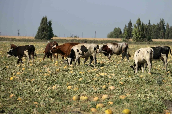 300 dönüm arazideki kavunu hayrına bırakmıştı, toplanmayan binlerce kavun hayvanlara yem oldu
