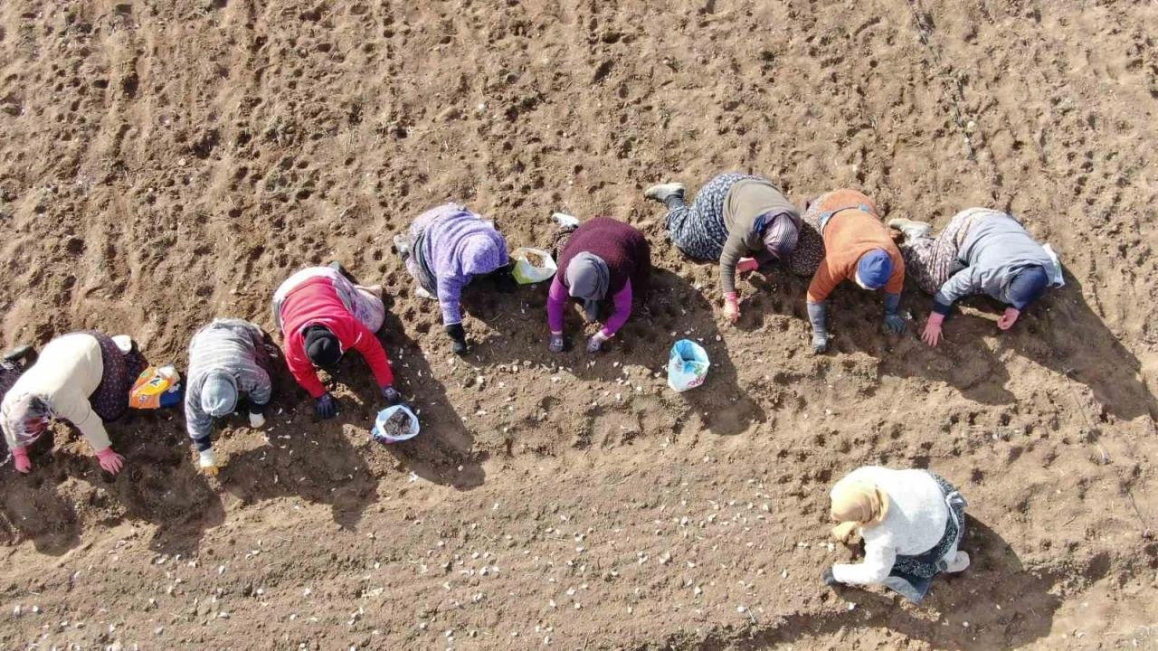 35 yıldır sarımsak tarlalarında çalışan kadın: "Düğüne gider gibi sarımsak tarlasına geliyorum"
