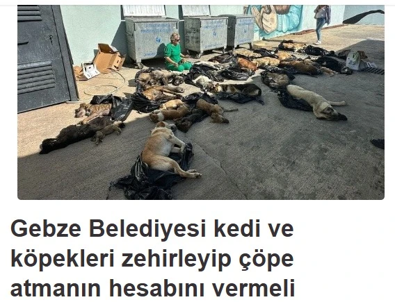 43 hayvanı öldürenler yerine 5 hak savunucusu gözaltında