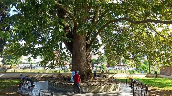 5,5 asırlık dev çınar, serinliğin adresi oldu
