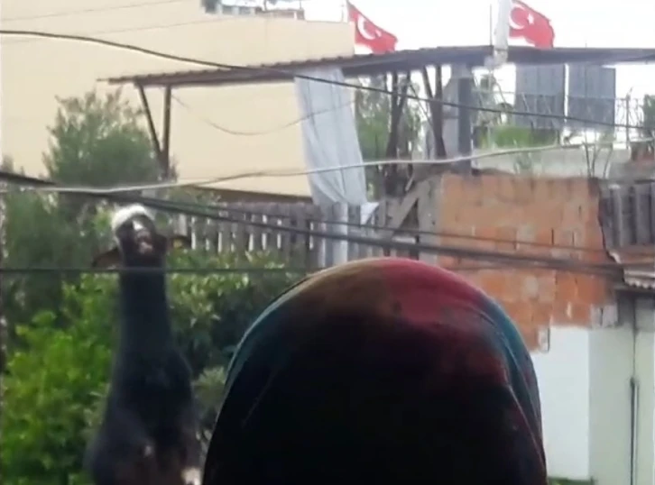 Adana’da damdan atlayan kurbanlık keçi elektrik tellerine takılı kaldı
