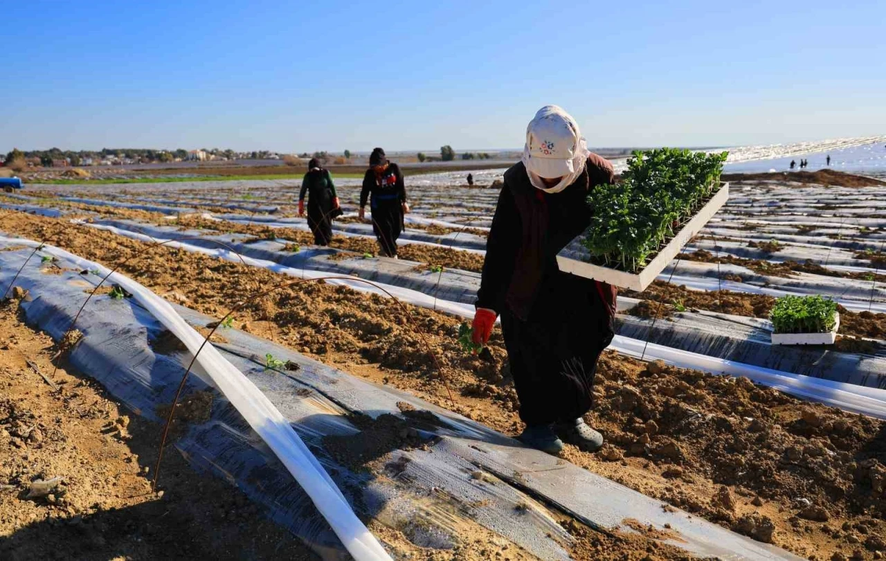 Adana’da karpuz fideleri toprakla buluştu
