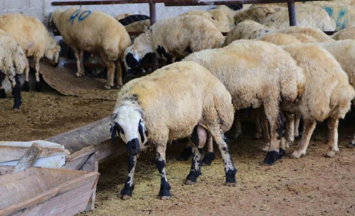 Adana’da küçükbaş kurbanlıkların fiyatları belirlendi
