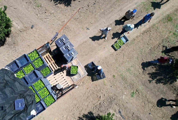 Adana’da limonun fiyatını düşürecek hasat başladı
