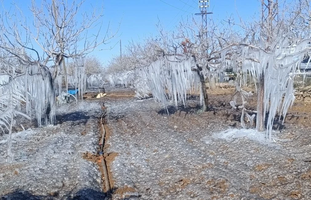 Adıyaman’da fıstık bahçesi buz tuttu
