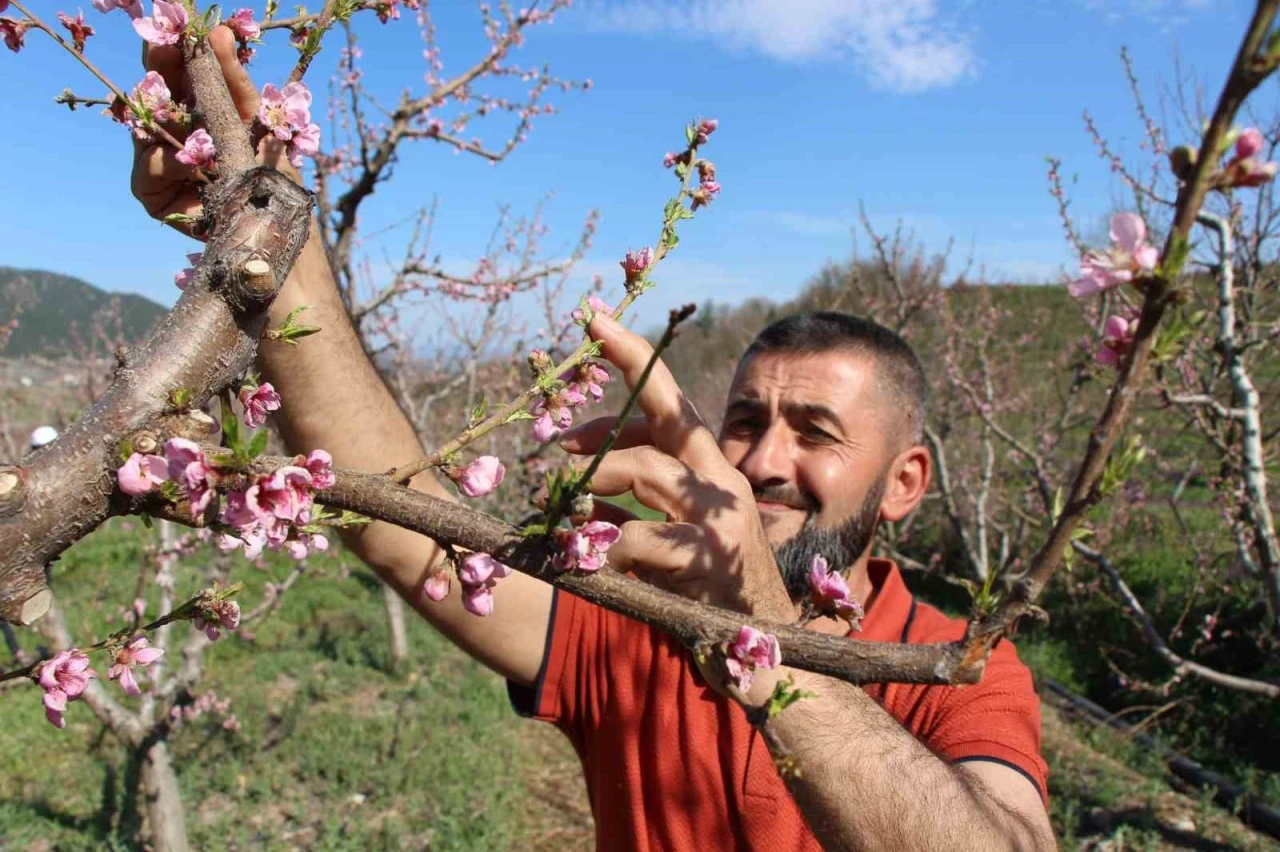 Ağaçların hepsini soğuktan korumak için dondurmuştu, tomurcukların yüzde 80’i çiçek açtı
