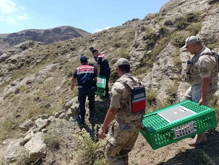 Ağrı’da keklikler doğaya salındı
