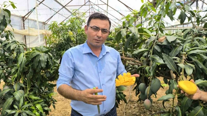 Alanya’da mango hasadı başladı
