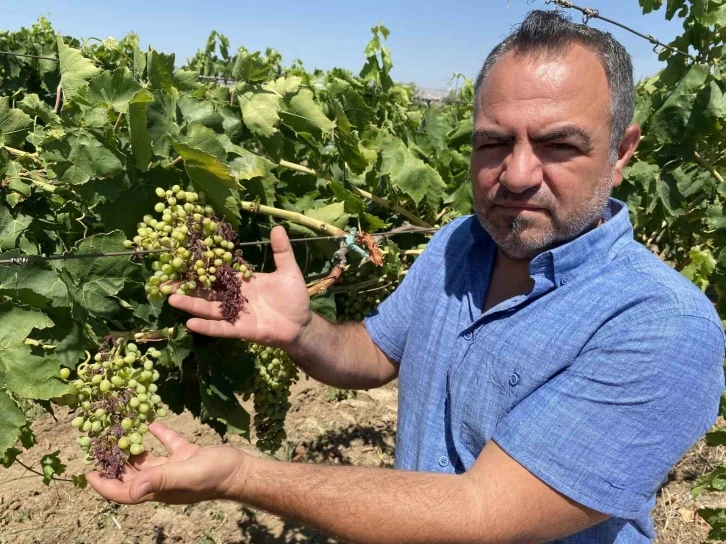 Alaşehir’de aşırı sıcaklar üzüm tanelerini  yaktı
