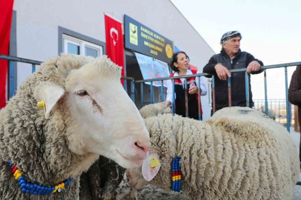 Aliağa Belediyesinden üreticilere koç desteği
