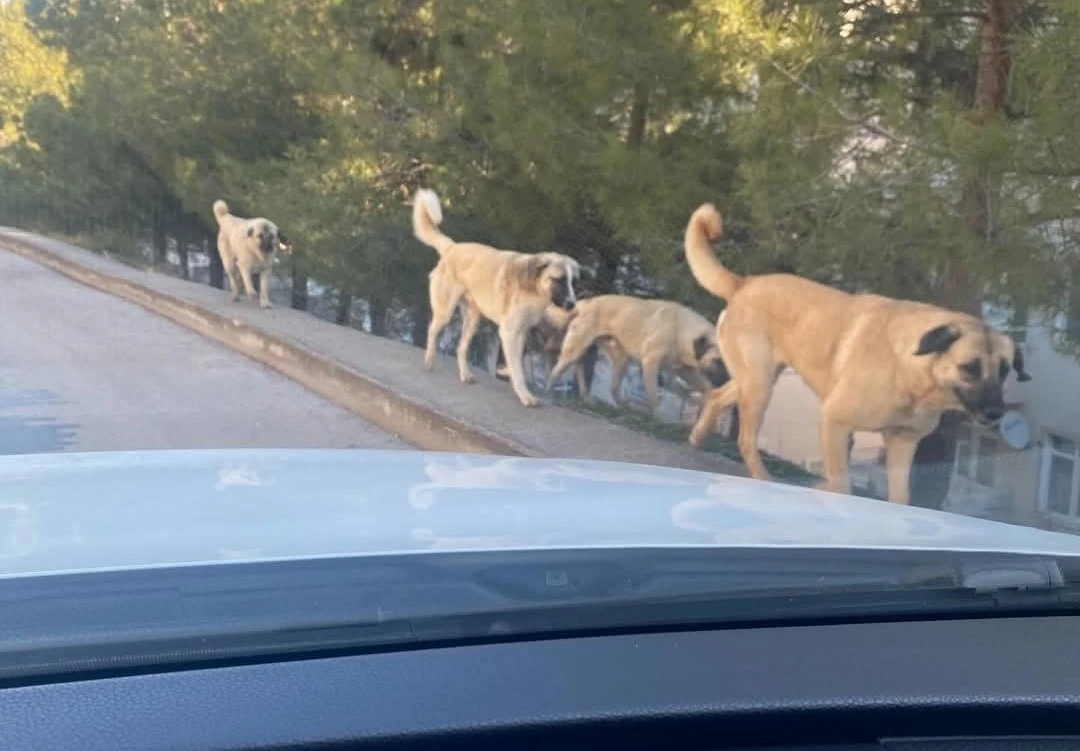 Amasya’da tedirgin eden görüntü: Sokaklarda köpek çeteleri
