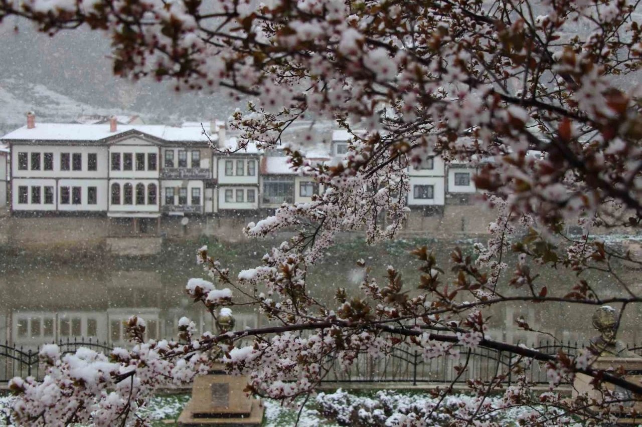 Amasya’ya mart ayında kar yağdı, çiçekler kar beyazıyla kaplandı
