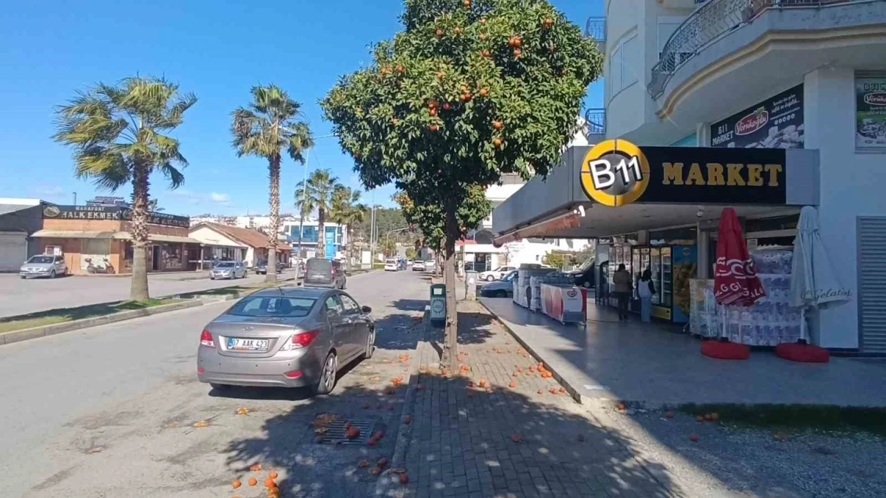 Antalya’da şiddetli fırtına turunçları dallarından koparıp yola savurdu
