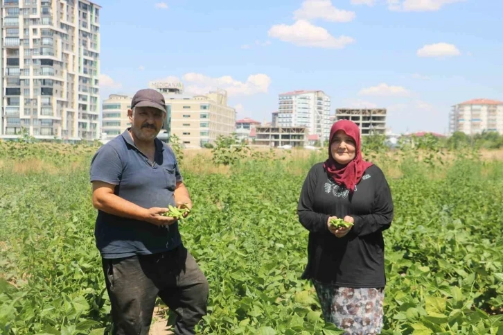 Apartmanlar arasında ata tohumunu yeşertmeye çalışıyor
