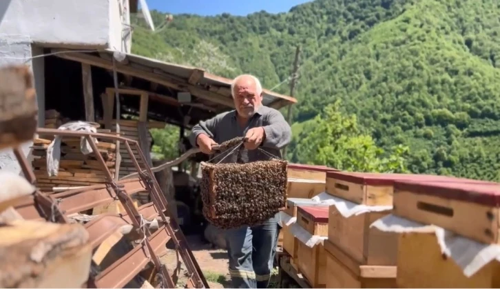 Arılar oğul verdi, babasının yeni koloni oluşturma sürecini film gibi çekti
