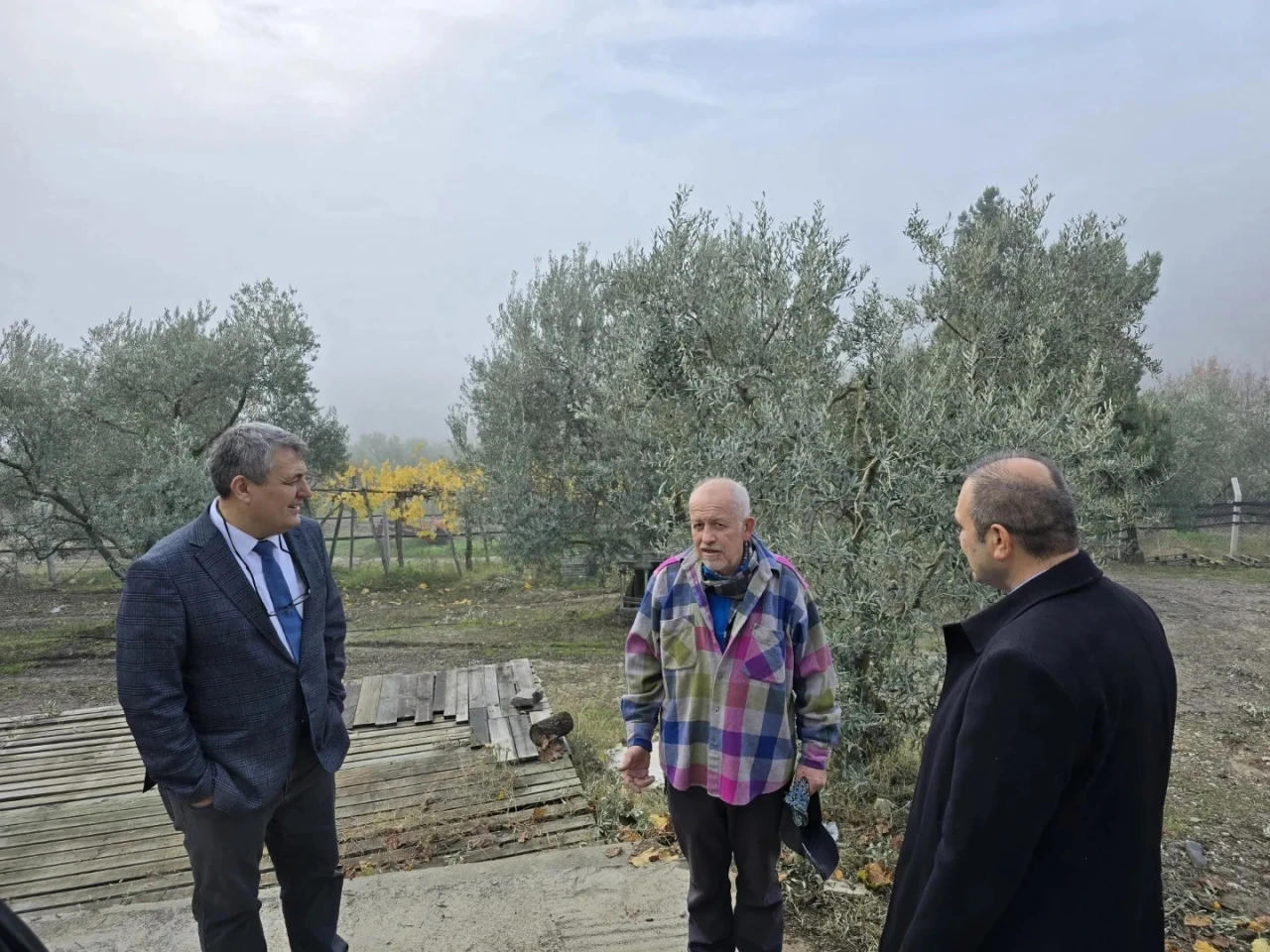 Asırlık zeytin ağaçları coğrafi işaretle tescillenecek
