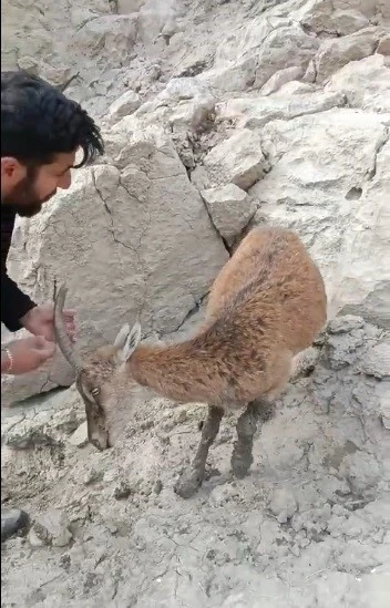 Ayakları balçığa saplanan dağ keçisi kurtarıldı
