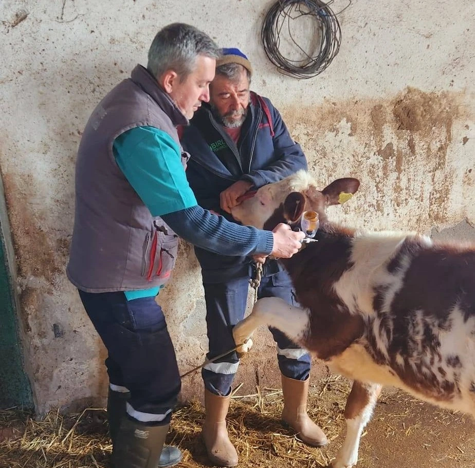 Aydın’da şap hastalığı ile mücadele aralıksız sürüyor
