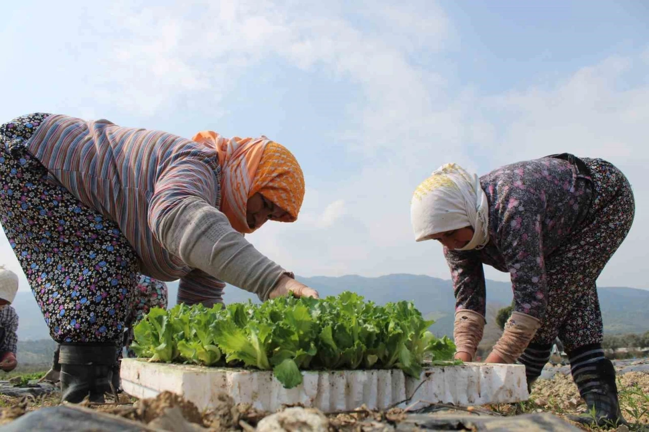 Aydın’da yaz marulları toprakla buluştu
