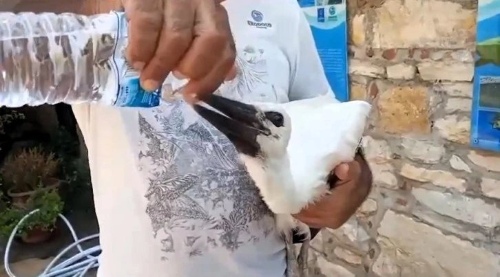 Aydın Söke’de yavru leylek için seferberlik