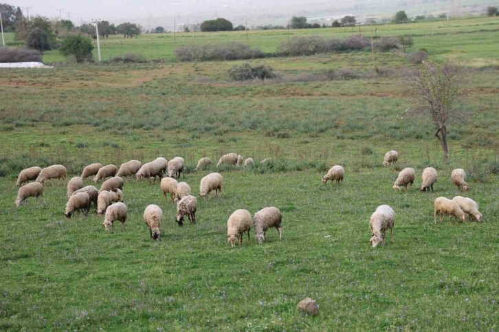 Aydın Valiliği Kurban Hizmetleri Komisyonu toplandı
