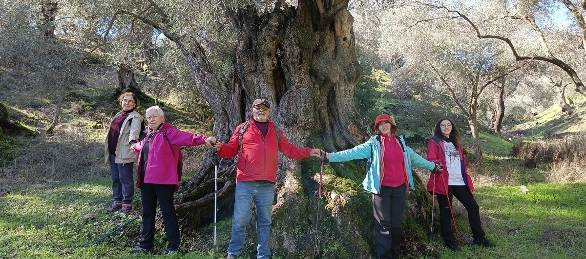 Aydınlı doğaseverler asırlık zeytin ağaçlarının koruma altına alınması istiyor
