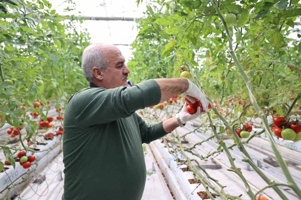 Aziziye’nin termal seralarında yeni dönem
