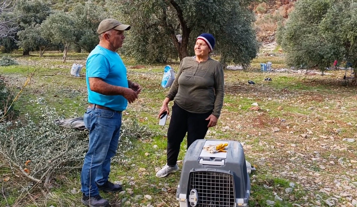 Bahçecik Boğazı’nda yaralı bir oklu kirpi bulundu