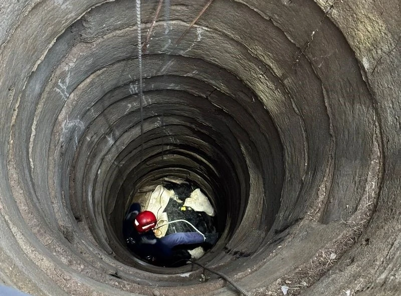 Balıkesir’de kuyuya düşen büyükbaş hayvan vinçle kurtarıldı
