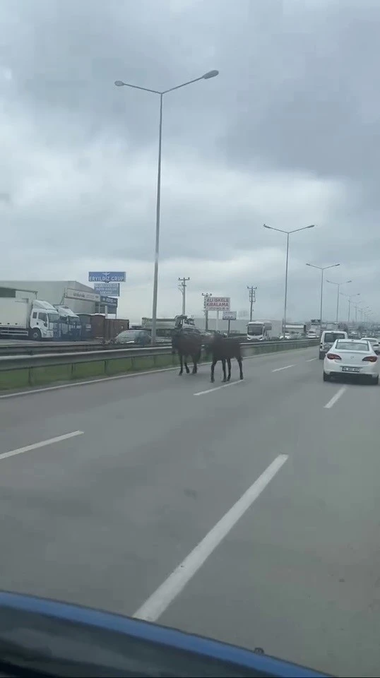 Başıboş atlar ana yolu hipodroma çevirdi
