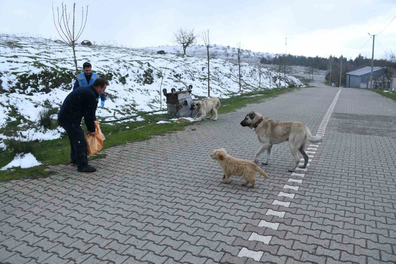 Başkan Ahmet Akın’dan sokaktaki canlara kış desteği
