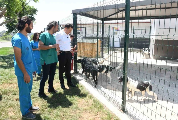 Başkan Özyiğit: "Sokak hayvanlarını sahiplendirmeye başladık"
