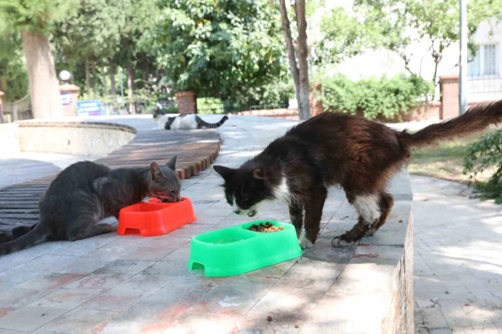 Bayraklı’da can dostlar için ‘bir kap su’ çağrısı
