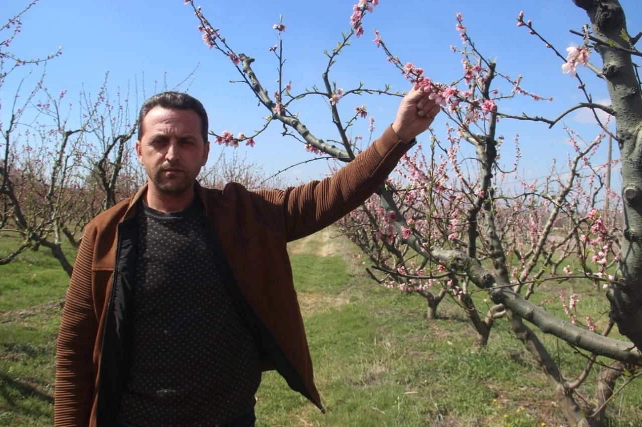 Bayramiç çiçek açan ağaçları don vurdu
