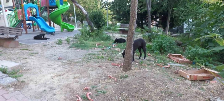 Beylikdüzü’nde köpekler kadına saldırdı: O anlar güvenlik kamerasında
