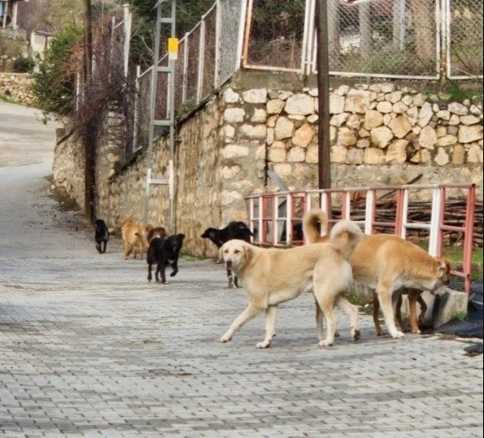 Bilecik’te sokak köpeklerinin hepsi toplanacak
