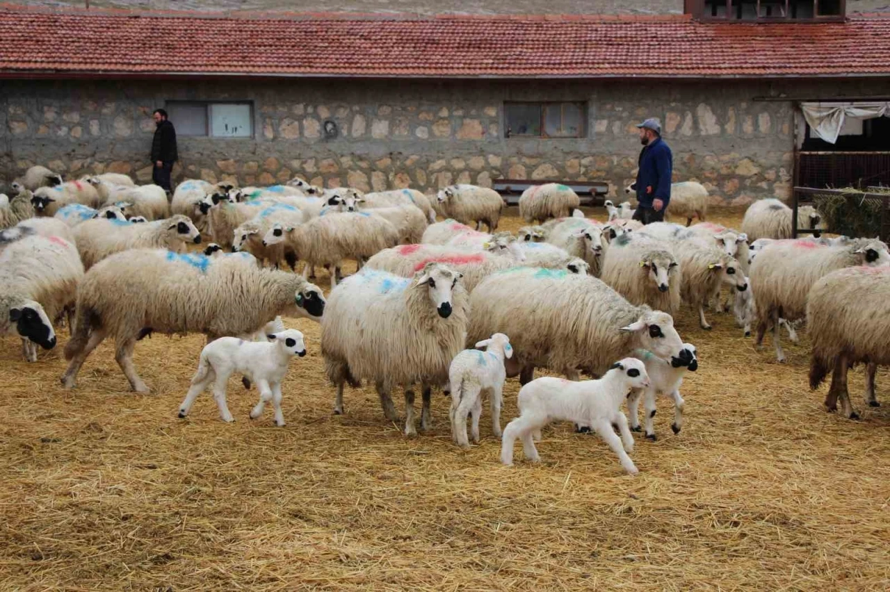 Bu koyunlar en az ikiz yavruluyor: 3 kilo doğan süt kuzuları 2,5 ayda 30 kiloya ulaşıyor
