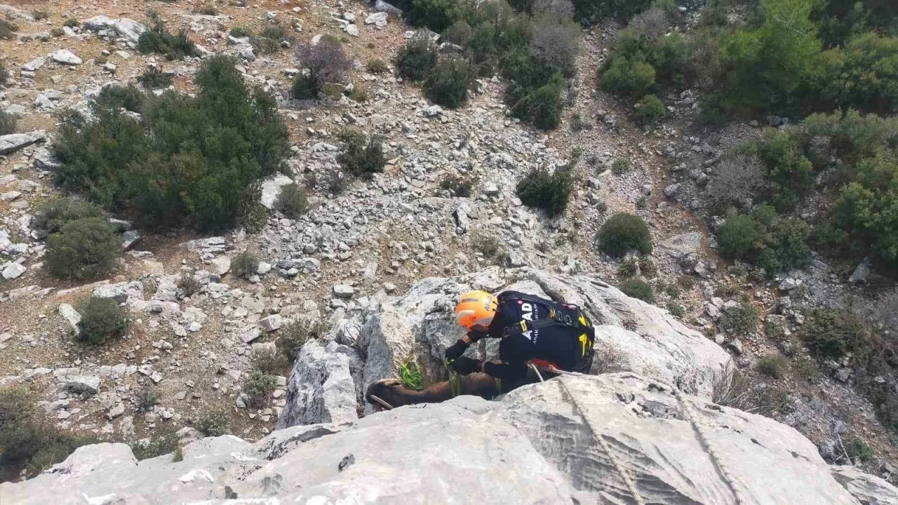 Burdur’da dağlık alanda mahsur kalan keçileri AFAD ekipleri kurtardı
