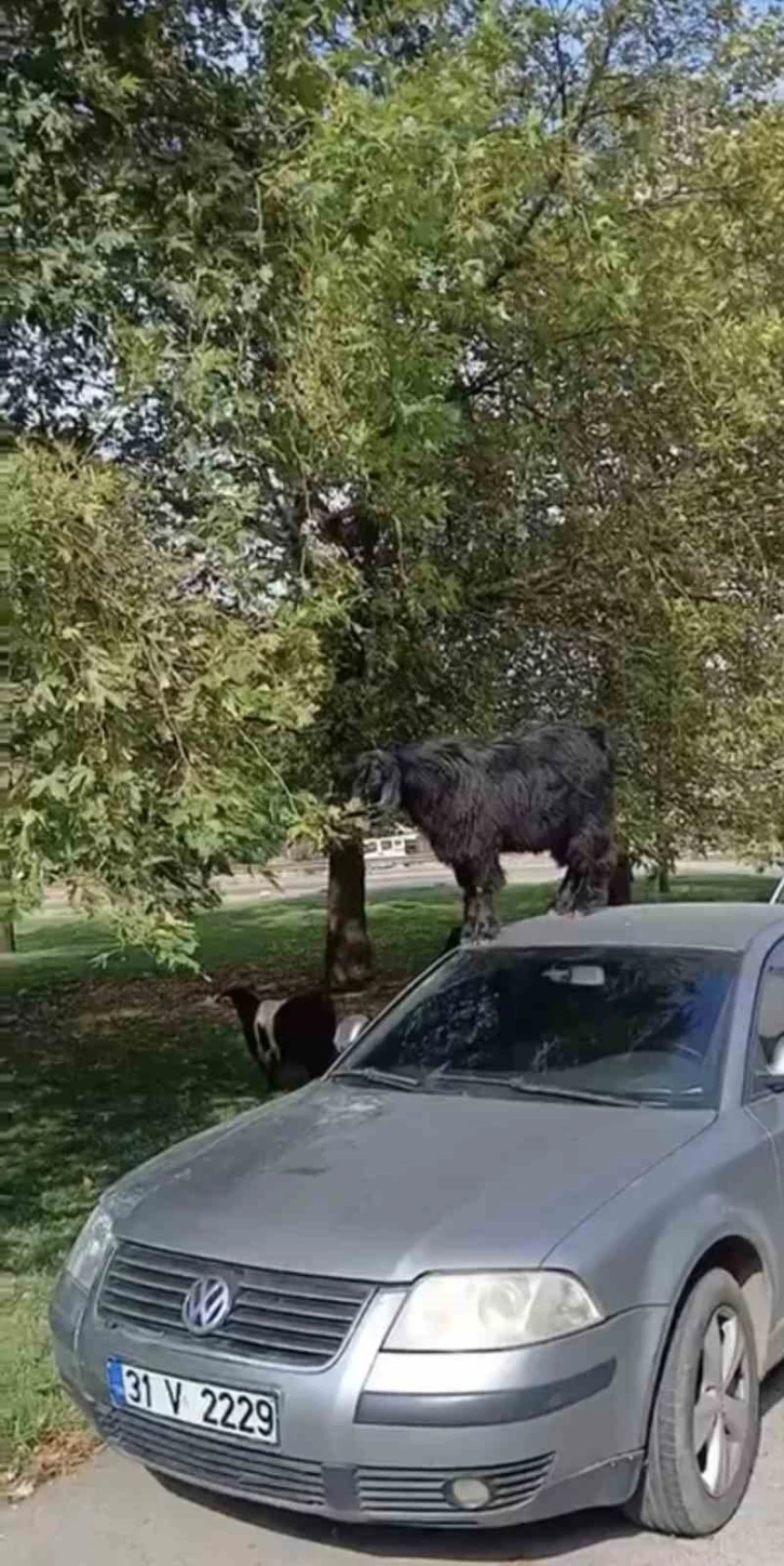 Bursa’da otomobil üzerine çıkan keçinin beslenme keyfi kamerada
