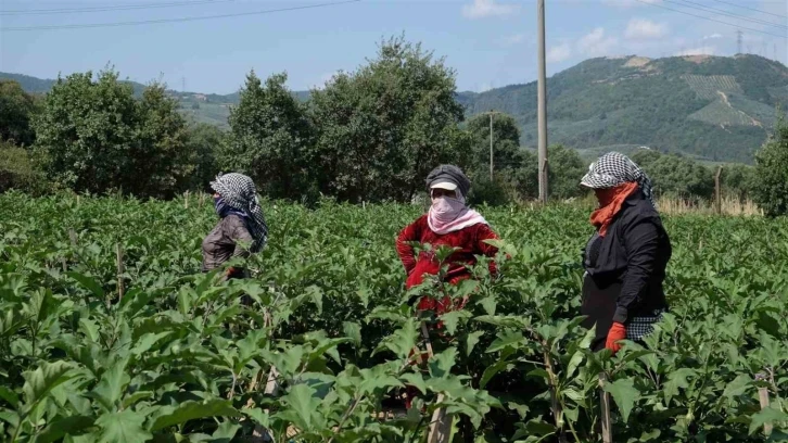 Bursa patlıcanında hasat şenliği
