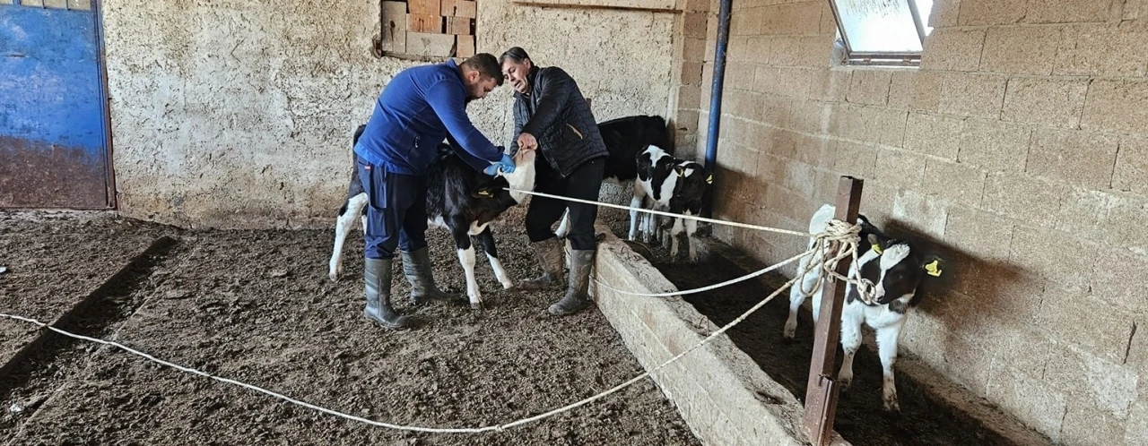 Büyük ve küçükbaş hayvanlara aşılama çalışması yapıldı
