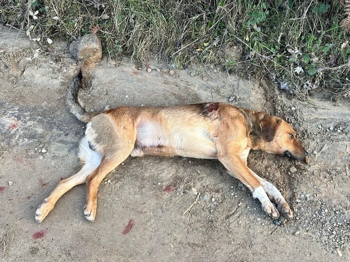 Büyükşehir Belediyesi ekipleri, ateşli silahla vurulan köpeğini kurtarmak için seferber oldu
