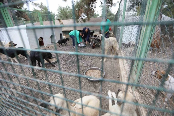 Büyükşehir’in sokak hayvanları için kurduğu model Türkiye’ye örnek oluyor
