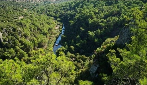 Çanakkale Ayvacık'ta ağaç kesimi başladı