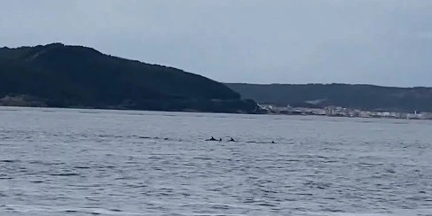 Çanakkale Boğazı’nda yunuslardan görsel şölen
