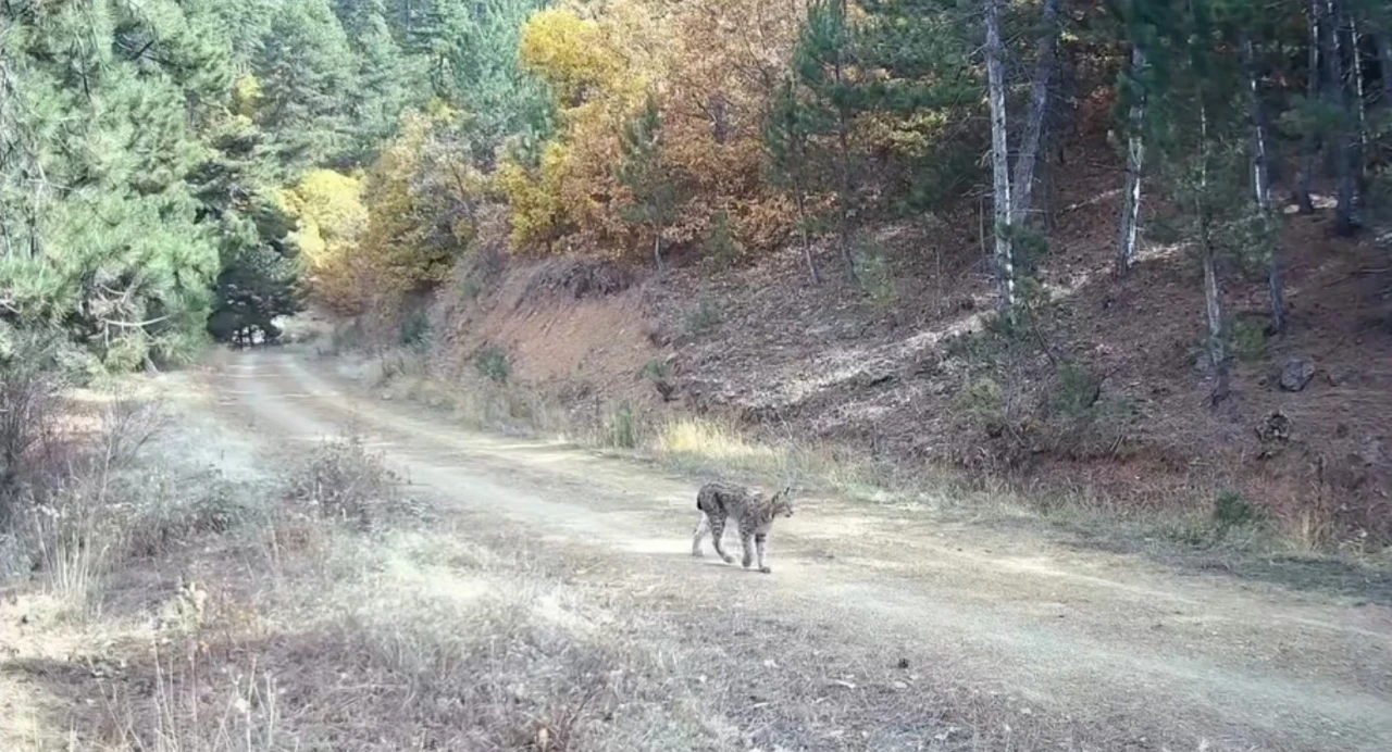 Çankırı’da nesli tehlike altında olan vaşak ve yavruları kamerada
